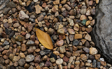 A yellow leaf has fallen on the pebble