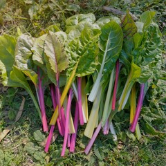 organic rainbow chard