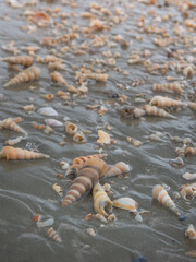Beautiful shells on the beach with the evening sunlight. Selective focus.