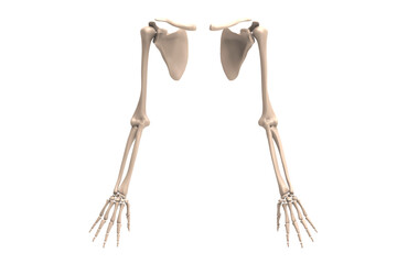 3d illustration Skeletal hand