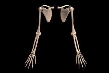 3d illustration Skeletal hand