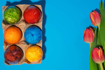 Boiled chicken painted eggs and tulips on green grass on a blue background.