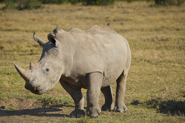 Obraz premium A rhinoceros stood on the grass, basking in the sun. Large numbers of animals migrate to the Masai Mara National Wildlife Refuge in Kenya, Africa. 2016.