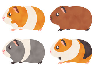 いろいろな毛色のモルモット（ギニアピッグ）の水彩イラスト　横向き