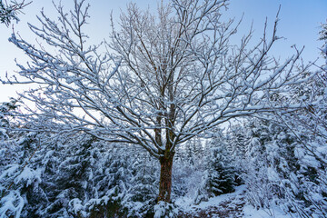 A small tree without leaves in a large Carpathian forest lit by the sun and covered with white snow