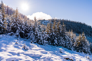 Carpathian mountains and hills with snow-white snow drifts and evergreen trees illuminated by the bright sun