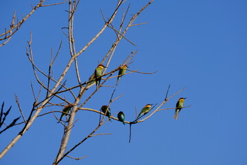 A family of birds eating bees, beautiful colors on the treetops.