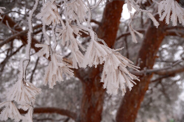 Frosted spruce branch in the city park