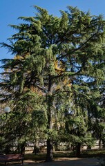 Tall Himalayan cedars, Cedrus Deodara (Deodar cedar, Himalayan cedar) in a landscape park in the center of the resort town of Sochi. Close-up. Nature concept for design.