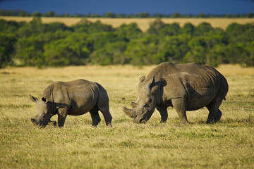 Fototapeta premium There are two rhinos walking on the grass. Large numbers of animals migrate to the Masai Mara National Wildlife Refuge in Kenya, Africa. 2016.