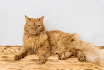portrait of ginger fluffy cat close up copy space