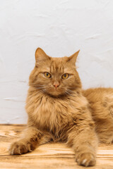 portrait of ginger fluffy cat close up copy space