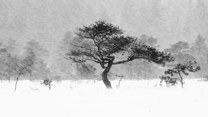 Pine tree in blizzard at national park of Torronsuo, Tammela, Finland. 