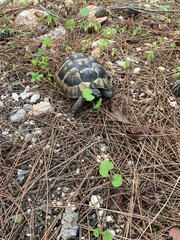 Wild turtle on the ground