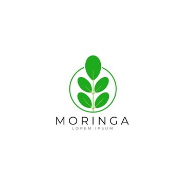 Moringa leaf icon logo vector design template