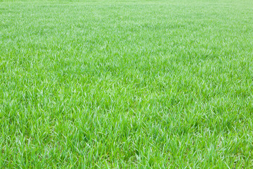Obraz premium Grass blades texture or background, UK