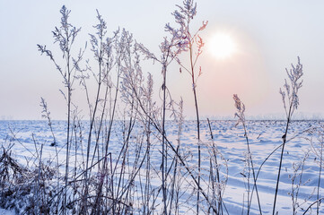 Grass at the edge of the field.The grass is covered with frost.The field is covered with snow.The sun is low on the horizon.