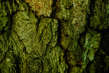 Macro shot of a tree bark. large structural texture