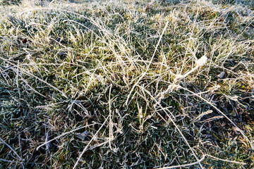 Closeup of frozen grass blades, top view