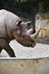 Fototapeta premium A rhino taking a walk