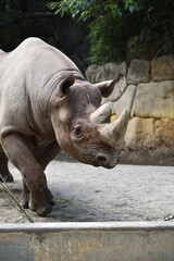 Naklejka premium A rhino taking a walk
