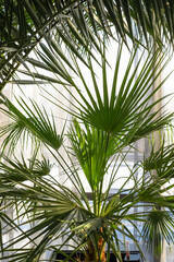 Green plants in the living room. Tropical desert plants and palm trees. Home garden hobby