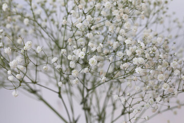 White gypsophila on white background.