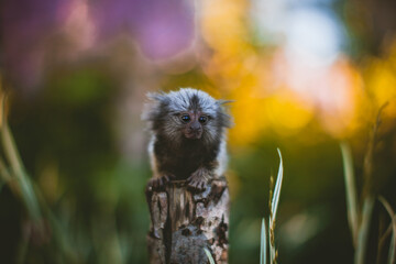 The common marmoset baby on the branch in summer garden