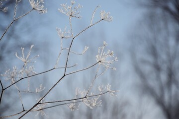 Hoarfrost on wild flowers, winter landscape for background