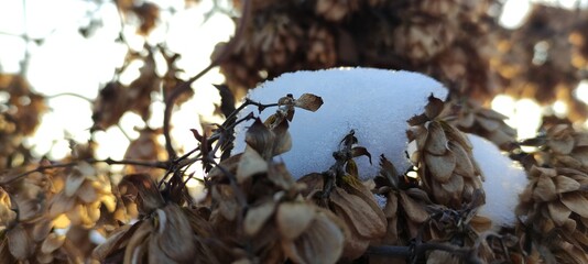 hops under the snow in spring