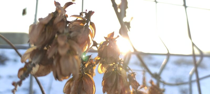 Sunshine in sring