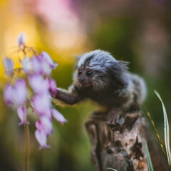 The common marmoset baby on the branch in summer garden