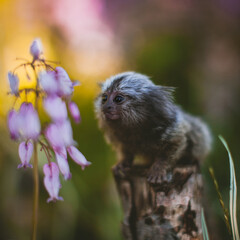 The common marmoset baby on the branch in summer garden