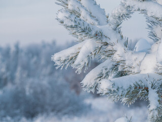 Snow covered spruce branch at winter Stone Hill park in frosty sunny evening. Winter country road with fir forest in the rays of cold winter Sun.
