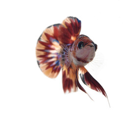 Fighting fish isolated from white background