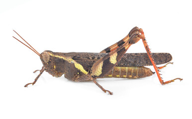 Grasshopper isolated on white background