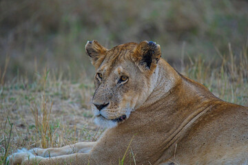 A lion lay resting on the grass. His eyes were still staring into the distance. Large numbers of animals migrate to the Masai Mara National Wildlife Refuge in Kenya, Africa. 2016.