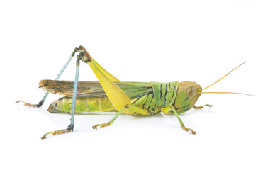 Green Grasshopper Isolated on White Background