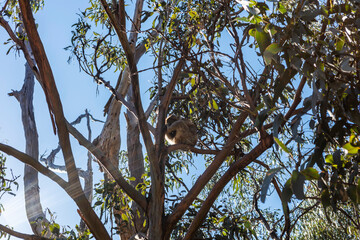 Eucalyptus tree with a koala bear fast asleep on one of the branches.