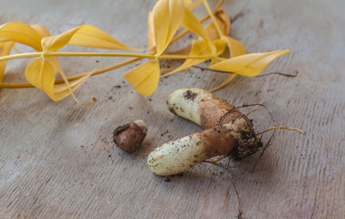 Gloriosa root immediately after the end of the growing season. Selective focus