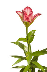 Fototapeta premium Double Asiatic Lily ‘Double Sensation’ on white background isolated
