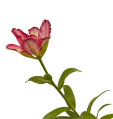 Double Asiatic Lily ‘Double Sensation’ on white background isolated