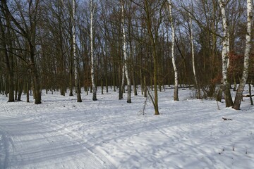 Forest park under lot of snow