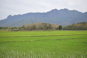 Fototapeta premium Nature green cornfield in the mountain background Laos PDR 2021