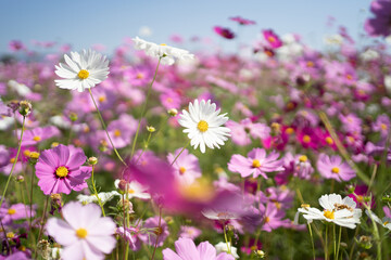 beautiful pink cosmos nature landscape with sunrise