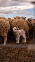 Obraz premium Argentine Puna