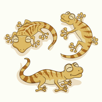 Gecko Cartoon Illustration Set Collections