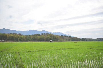 Nature green cornfield in the mountain background Laos PDR 2021