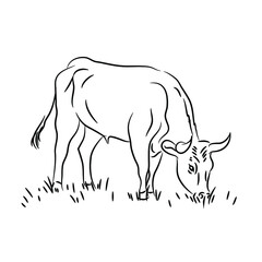 Vector illustration isolated doodle sketch bull eating grass on the farm.
