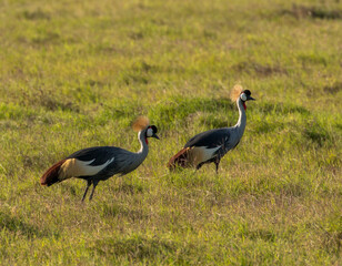Fototapeta premium two crowned cranes in savannah